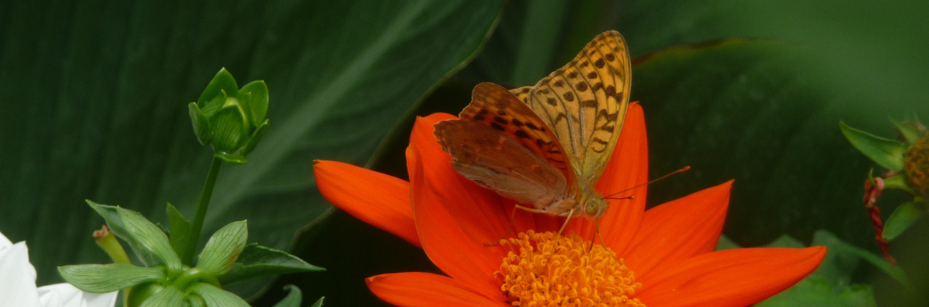 4.vlinder_bloem-Claudia.D kopie