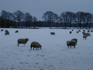 K.6.schapen.snw_.1-kopie1